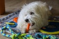 A young Maltese Dog chewing on a Carrot