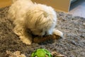 A young Maltese Dog chewing on a wooden Stick