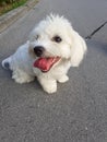 Young Maltese dog on a walk in a summer afternoon with tongue out of the mounth for chilling