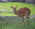 Young mammal nyala grazing