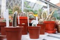 Young mammillaria vetula cactus in pot