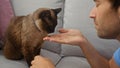 A young man affectionately interacts with a siamese cat on a gray sofa indoors Royalty Free Stock Photo