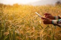 Young man agriculture engineer squatting in gold wheat field