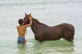 Young man bathing horse Cape verde Royalty Free Stock Photo