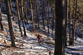 Young man from behind walking down a snowy forest trail in winter in the mountains. Hiking, active lifestyle, traveling alone Royalty Free Stock Photo