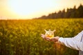 A young man biologist or agronomist examines the quality of rapeseed oil on a rape field. Agribusiness concept Royalty Free Stock Photo