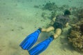 Young man in black goblin and brown shirt snorkeling in the Red Sea. Black-haired man with blue fins swims above a coral reef. Top