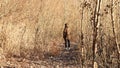 Young man from the back in a leafless sunny forest Royalty Free Stock Photo