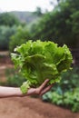 Young man with a butterhead lettuce