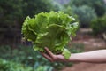 Young man with a butterhead lettuce