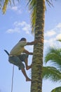 Young Man Climbing Coconut Palm Tree with Knife.
