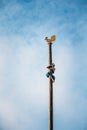 Young man climbs on a wooden post on traditional Royalty Free Stock Photo