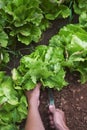 Young man collecting a butterhead lettuce