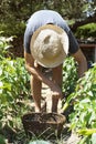 Young man collecting sweet Italian peppers Royalty Free Stock Photo