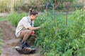 Young man collecting tomatoes from his organic garden with wicker basket and variety of vegetables and vegetables Royalty Free Stock Photo