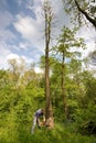 Young man cutting tree Royalty Free Stock Photo