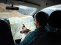 Young man with dog in the mountains. Hiking concept, lifestyle, traveler. Italian Alps, Dolomites Royalty Free Stock Photo