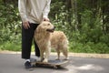 A young man and a dog on a skateboard ride in the park in the summer Royalty Free Stock Photo