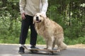 A young man and a dog on a skateboard ride in the park in the summer Royalty Free Stock Photo