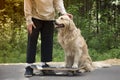 A young man and a dog on a skateboard ride in the park in the summer Royalty Free Stock Photo