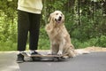 A young man and a dog on a skateboard ride in the park in the summer Royalty Free Stock Photo