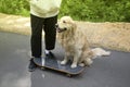 A young man and a dog on a skateboard ride in the park in the summer Royalty Free Stock Photo