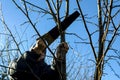 A young man doing spring pruning of tree branches on a sunny day