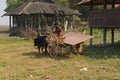 Young man drives his ox car