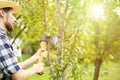 Young man in the farm garden working with axe and cutting the fruit treeon summer day a Royalty Free Stock Photo