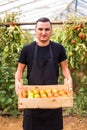 Young man farmer carrying tomatoes in hands in wooden boxes in a greenhouse. Small agriculture business. Royalty Free Stock Photo