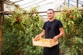 Young man farmer carrying tomatoes in hands in wooden boxes in a greenhouse. Small agriculture business.