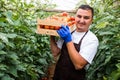 Young man farmer carrying tomatoes in hands in wooden boxes in a greenhouse. Royalty Free Stock Photo