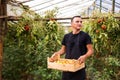 Young man farmer carrying tomatoes in hands in wooden boxes in Royalty Free Stock Photo