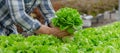 Young man farmer checking fresh green oak lettuce salad