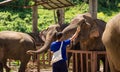 Young man feeds elephants with bananas in a sanctuary in the jun