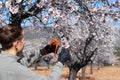 Young man gardener cutting tree branch in spring Royalty Free Stock Photo