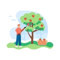 Young man, gardener picking apples from apple tree, flat vector illustration Royalty Free Stock Photo