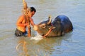 Young man gives bath to his cattle Royalty Free Stock Photo