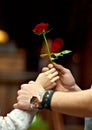 A young man gives a red rose to his girlfriend on Valentine's Day or on her birthday. Royalty Free Stock Photo