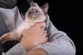 A young man in a gray sweater presses a kitten to his chest. Royalty Free Stock Photo