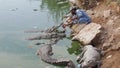 A young man hand feeds crocodile Royalty Free Stock Photo