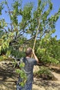 Young man harvesting almonds from an almond tree