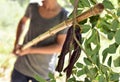 Young man harvesting carobs from a carob tree