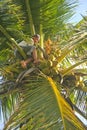 Young Man Harvesting Coconuts.