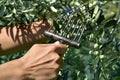 Young man harvesting olives in Spain Royalty Free Stock Photo