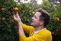 Young man harvests oranges and mandarins on citrus farm on sunny summer day Royalty Free Stock Photo