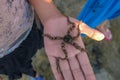 The young man has Brittle stars on his palm. Ophiuroids are echinoderms in the class Ophiuroidea closely related to starfish, has