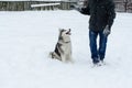 Young man with her dog husky outdoor on winter background. Active and happy man playing with dog, caressing and training Royalty Free Stock Photo