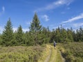 Young man hiker with backpack and hat walking on winding forest track road in Brdy mountain hills with green spruce Royalty Free Stock Photo