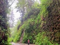 A young man hiking through fern canyon with walls of ferns, a beautiful site in prairie creek redwoods state park, in California